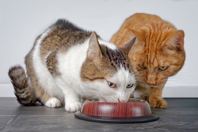 Gatos mal-humorados | Shutterstock Photo by Lightspruch