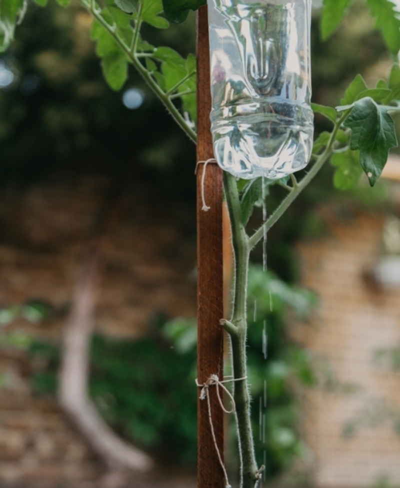 Use Plastic Bottles to Keep Plants Hydrated | Shutterstock