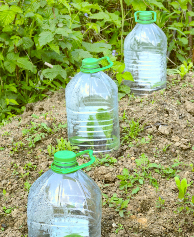 Miniature Greenhouses | Shutterstock