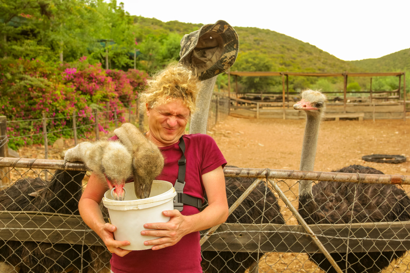 Avestruces descaradas | Alamy Stock Photo