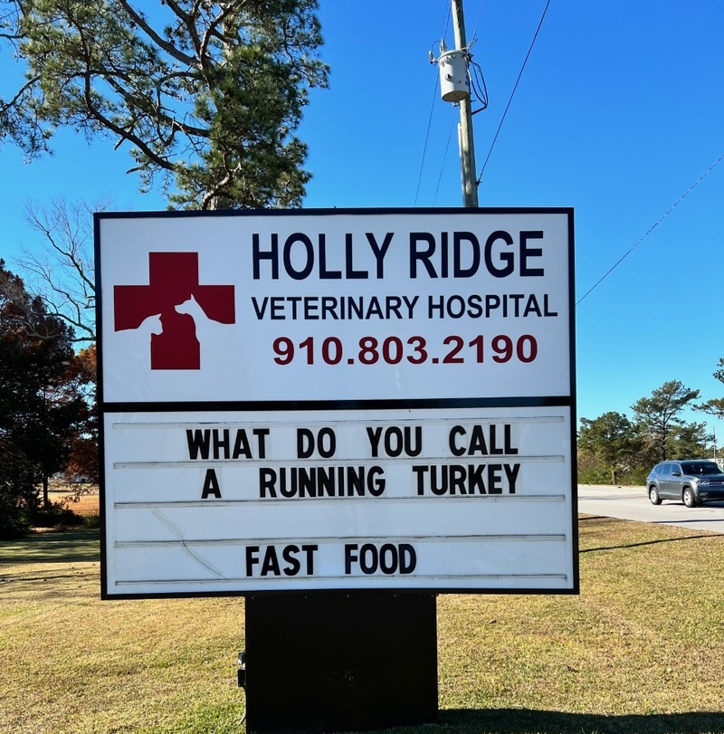 As Fast as a Turkey? | Facebook/@HollyRidgeVet