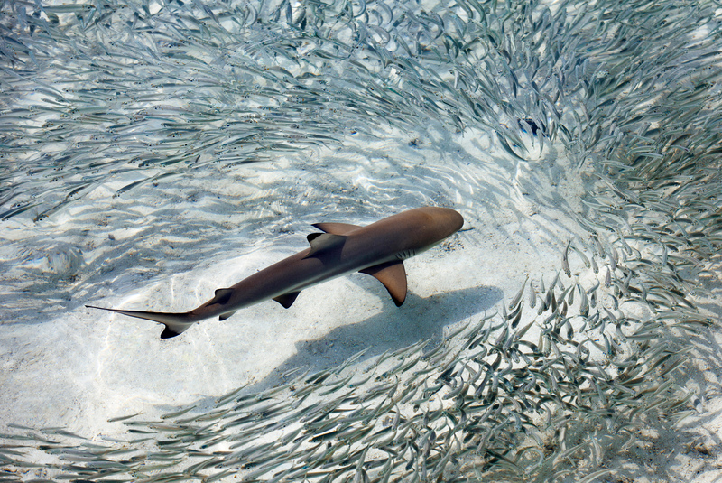 La vida del océano | Alamy Stock Photo by Sakis Papadopoulos/robertharding