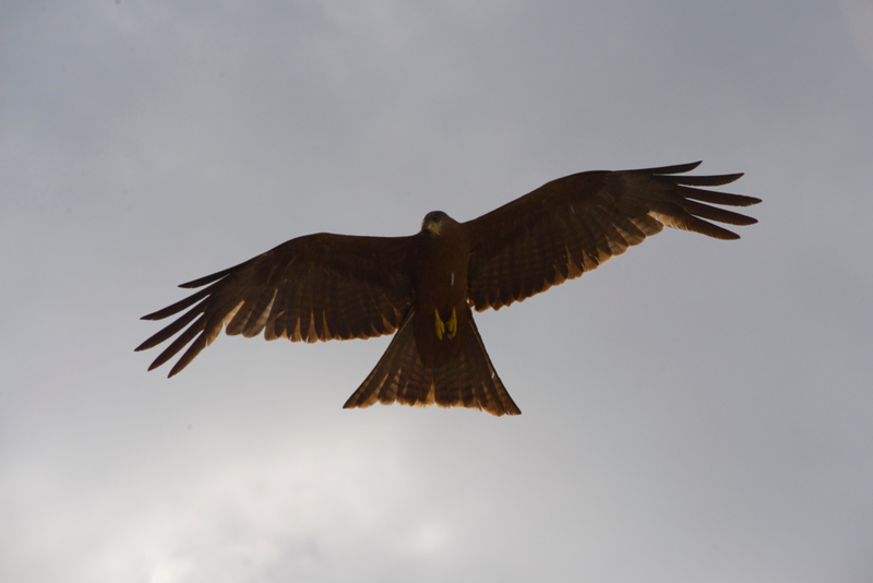 Ave de rapiña | Alamy Stock Photo by J Marshall-Tribaleye Images 