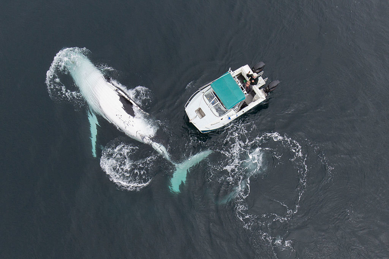 Ballena cruzando | Getty Images Photo by Barcroft Media 