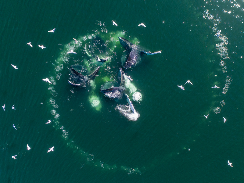 Ballena en acción | Getty Images Photo by Paul Souders