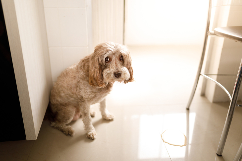 Urinando | Getty Images Photo by Capuski