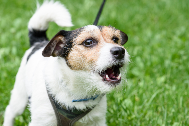 Por Que Os Cães Latem? | Shutterstock Photo by alexei_tm