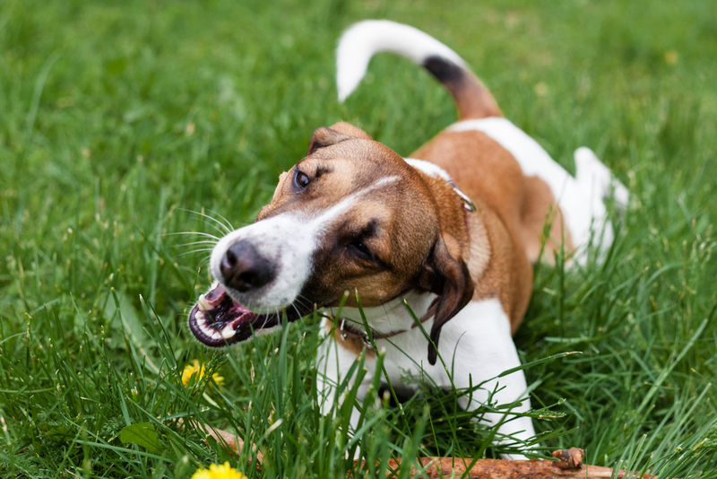 Cachorros Comendo Grama | Shutterstock Photo by Aksana Lebedz