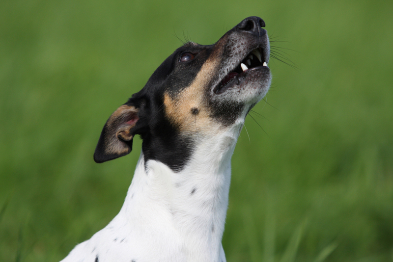 Choramingando E Reclamando | Alamy Stock Photo by Tierfotoagentur/J.Hutfluss