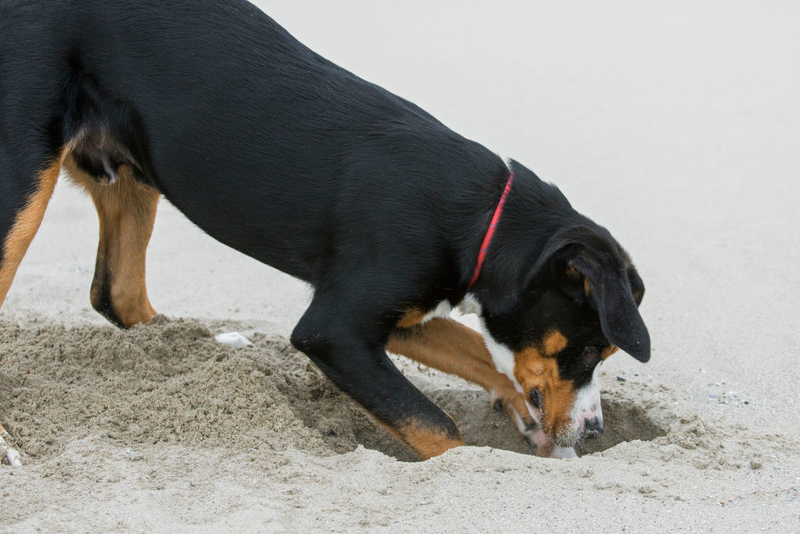 Por Que Os Cães Cavam Na Terra? | Getty Images Photo by Arterra