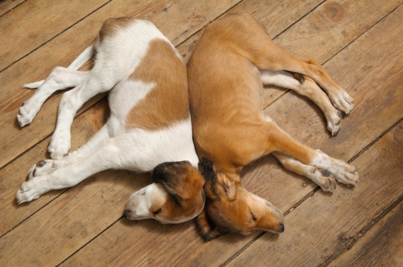 Cães Dormindo De Costas Um Para O Outro | Shutterstock Photo by MAGDALENA SZACHOWSKA