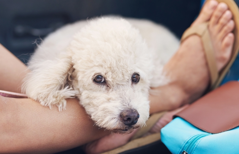 Por Que Seu Cachorro Fica De Pé? | Shutterstock Photo by PixieMe