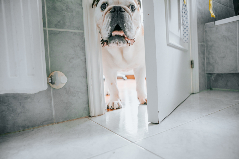 Quando Seu Cachorro Fica Parado Do Seu Lado | Getty Images Photo by Carol Yepes