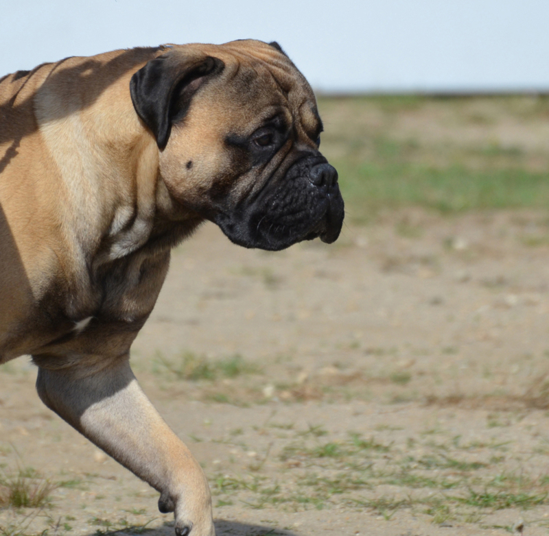 Por Que Seu Cão Anda Para Frente E Para Trás? | Shutterstock Photo by DejaVuDesigns