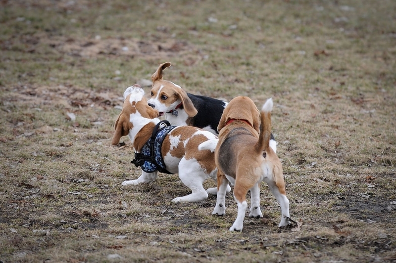 O Motivo De Morder | Getty Images Photo by Jaap Arriens/NurPhoto