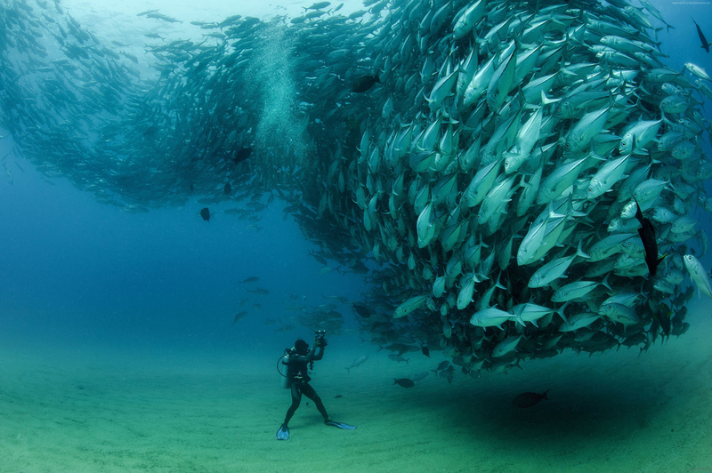 Nadando Em Cardumes | Shutterstock