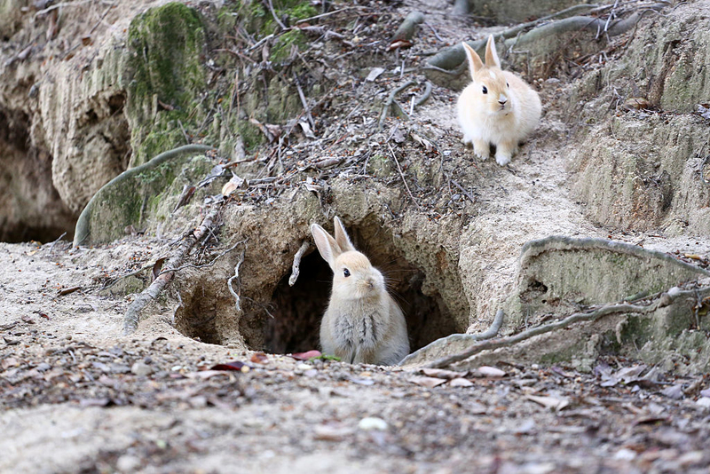 Ilha dos Coelhos | Getty Images Photo by Kei Nomiyama/Barcroft Media