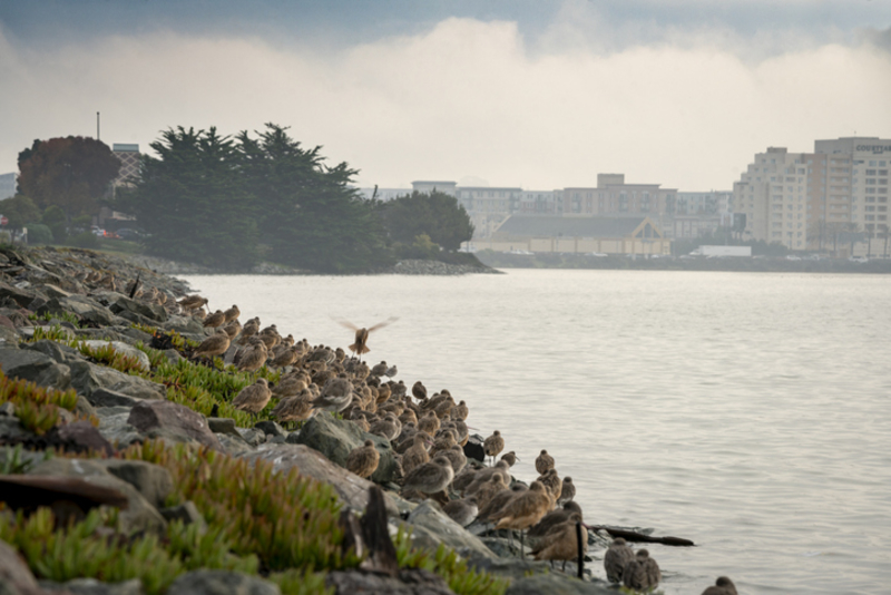 Emeryville, Califórnia | Getty Images Photo by Sinisa Kukic