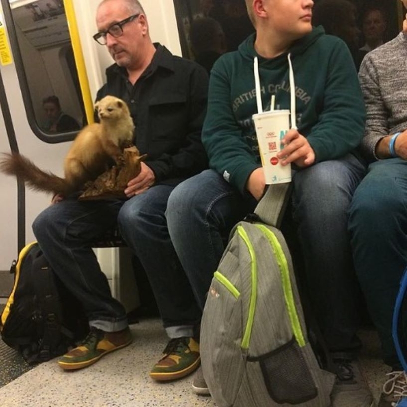 O Triste Furão | Instagram/@subwaycreatures