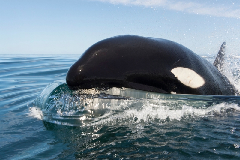 Observación de ballenas | Alamy Stock Photos