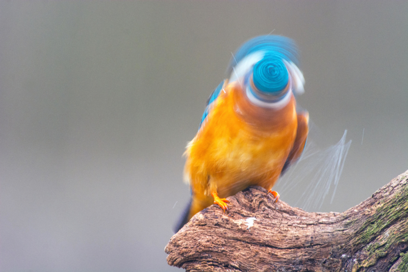 Pájaro arremolinado | Alamy Stock Photos