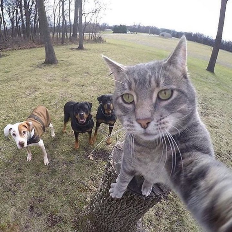 La mejor selfie del mundo | Imgur.com/Ym1FpHL