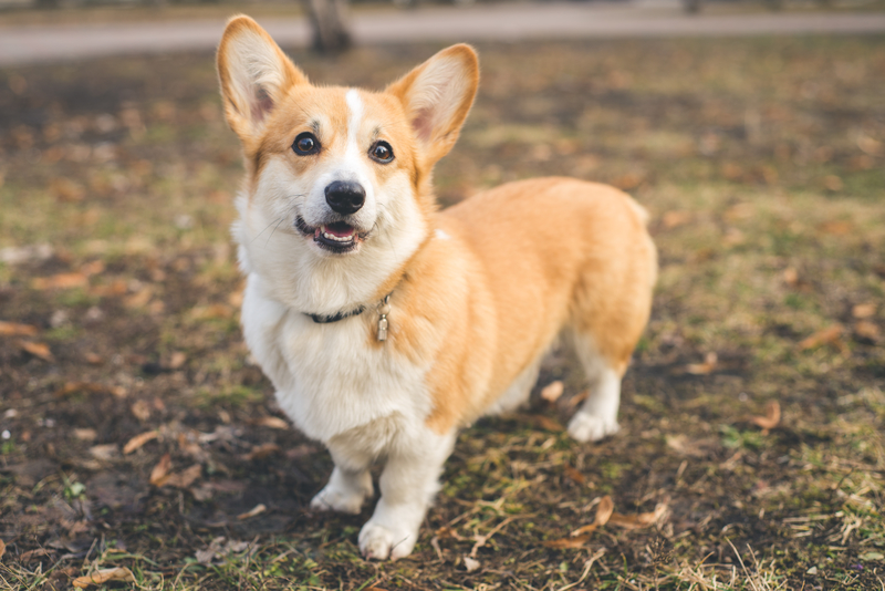 Pembroke Welsh Corgi: $3,000 | Gorodisskij/Shutterstock