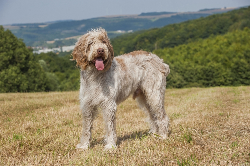 Spinone Italiano: $1,000 | Alamy Stock Photo by Tierfotoagentur/S. Starick