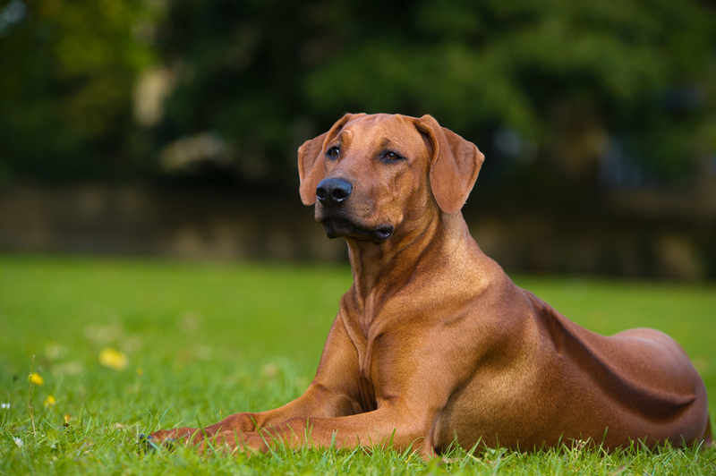 Rhodesian Ridgeback: $3,000 | Tatiana Katsai/Shutterstock