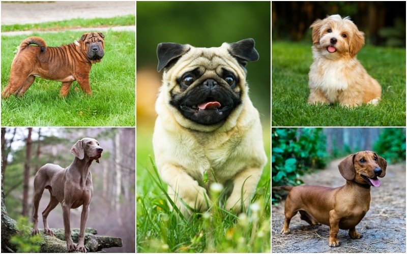 Big and Small, These Pups Fetch High Prices: Part 2 | Alexeysun/Shutterstock & DragoNika/Shutterstock & Poltavets Anastasiia/Shutterstock & Dorottya Mathe/Shutterstock & Masarik/Shutterstock