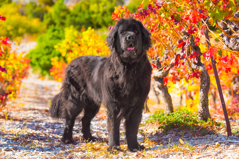 Newfoundland: $1,450 | Pandas/Shutterstock