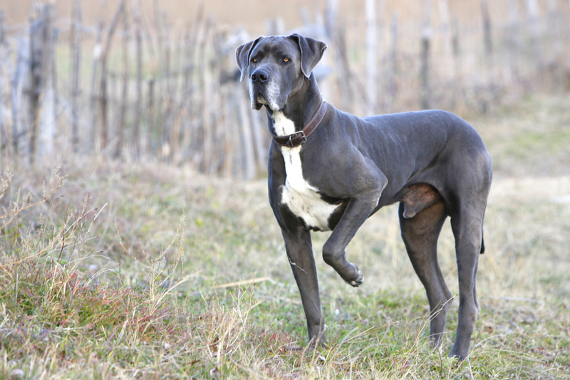 Great Dane: $1,100 | Alamy Stock Photo by WILDLIFE GmbH 