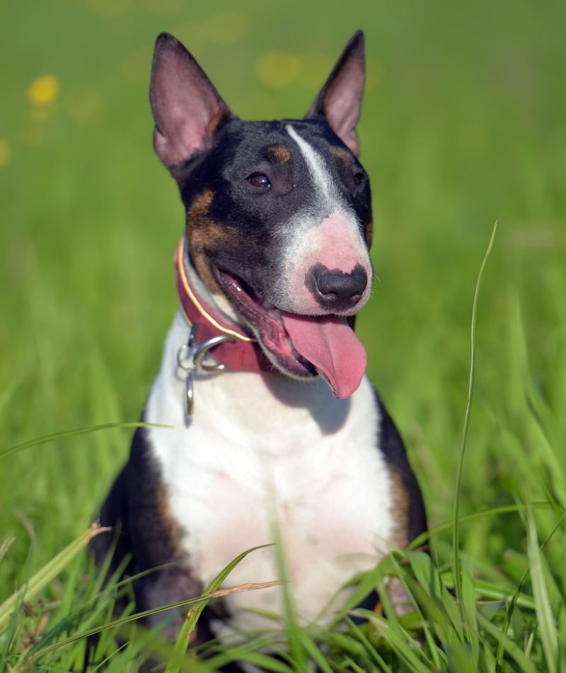 Miniature Bull Terrier: $3,500 | Anna Krivitskaya/Shutterstock