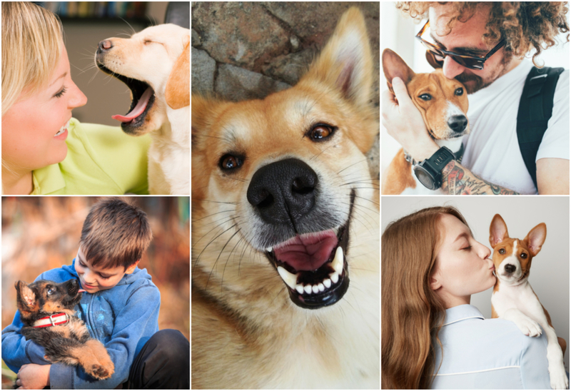Perros adorables que fueron adoptados y se van a casa con sus nuevas familias | Shutterstock
