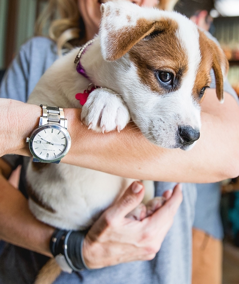 El sueño de un perro adoptado | Getty images Photo by Rick Kern/WireImage