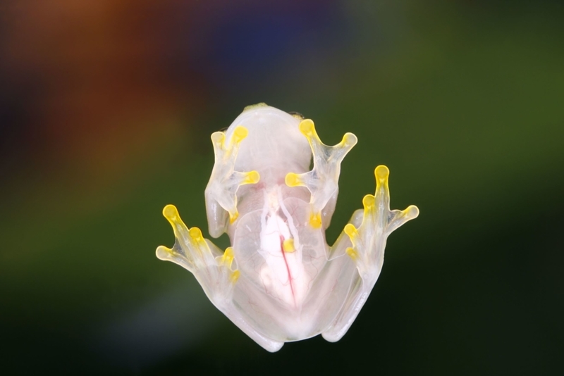 Glasfrosch | Alamy Stock Photo