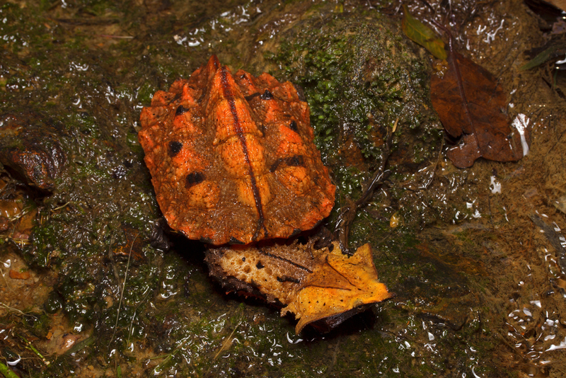 Fransenschildkröte | Shutterstock