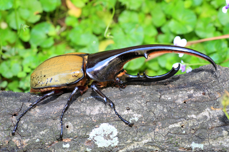 Herkuleskäfer | Shutterstock