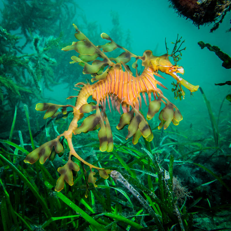 Großer Fetzenfisch | Shutterstock