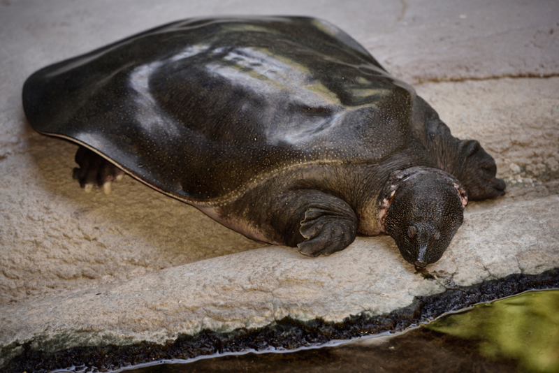 Cantors Riesenweichschildkröte | Alamy Stock Photo