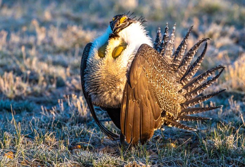 Beifußhuhn | Shutterstock