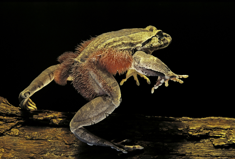 Haarfrosch | Getty Images Photo by Paul Starosta