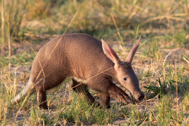 Erdferkel | Shutterstock