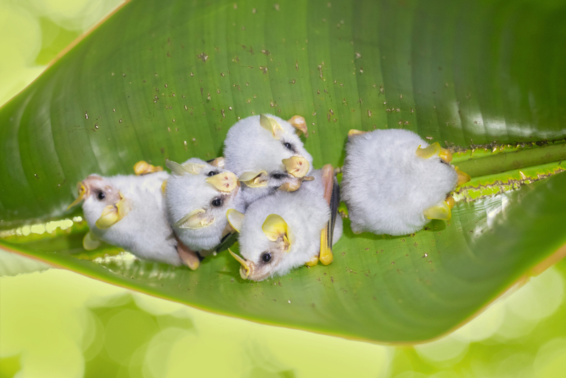 Weiße Fledermaus | Shutterstock