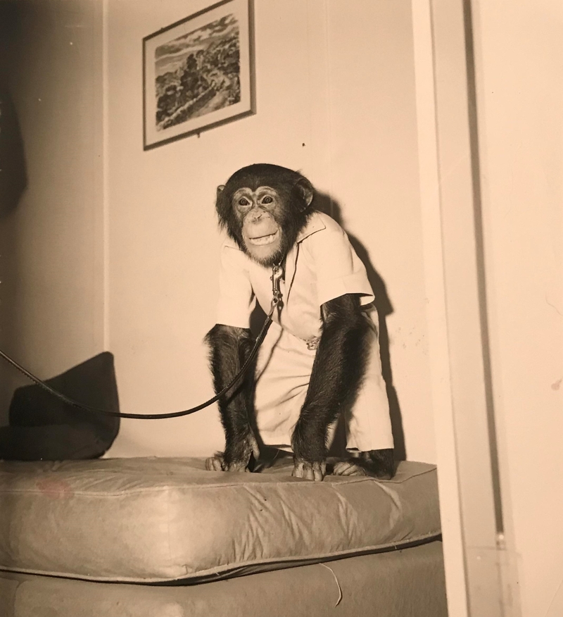 Elvis Had a Pet Chimp | Reddit.com/calliegirl326