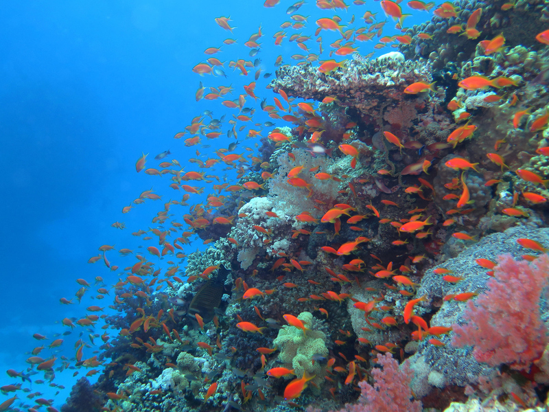 Egypt’s Blue Oceanic Wonder | Alamy Stock Photo