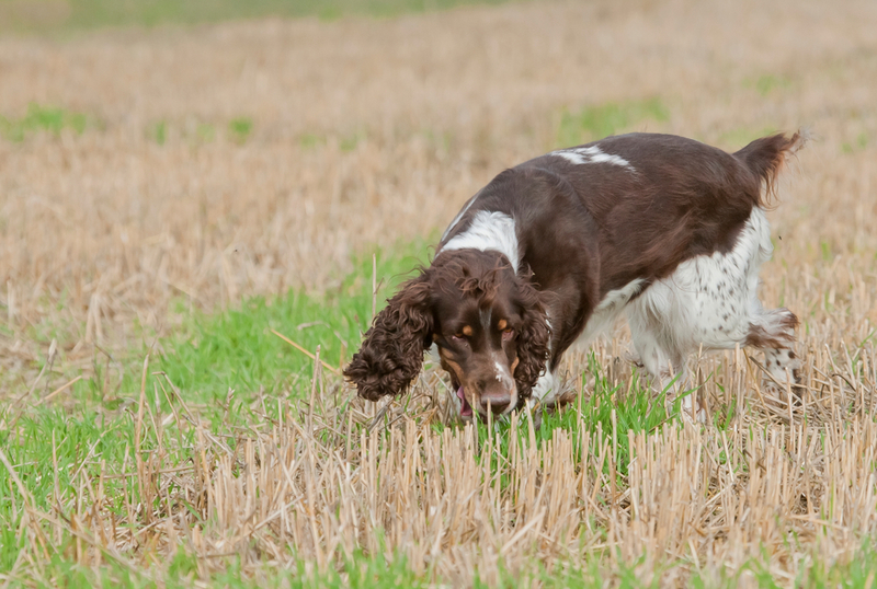 Spaniels Help Track Down England’s Leaky Pipes | janveber/Shutterstock