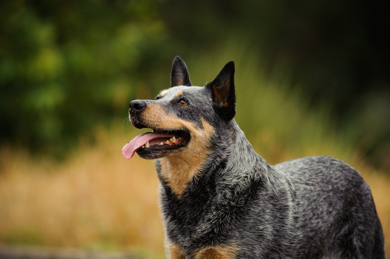 Australian Cattle Dog | everydoghasastory/Shutterstock 