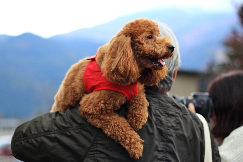 Poodle | nupook538/Shutterstock 