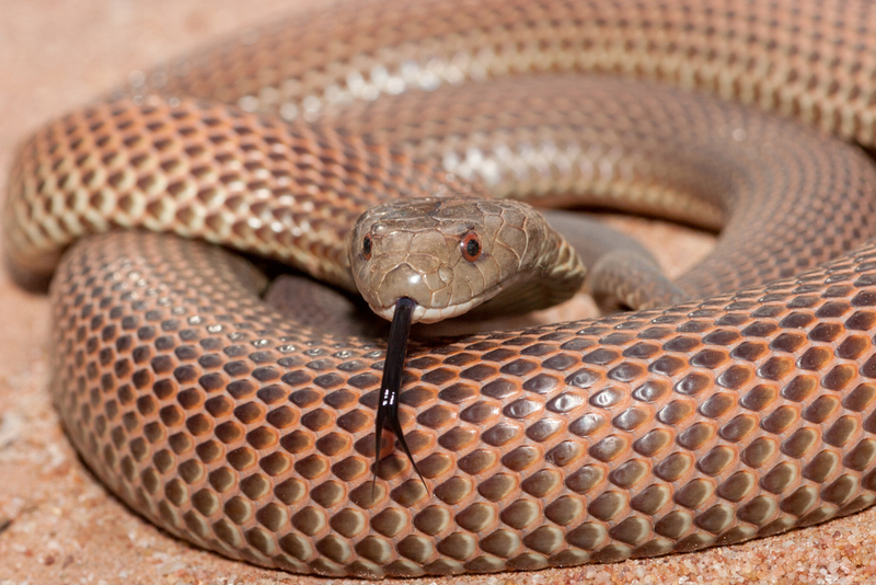 What Are You, Mulga? | Ken Griffiths/Shutterstock